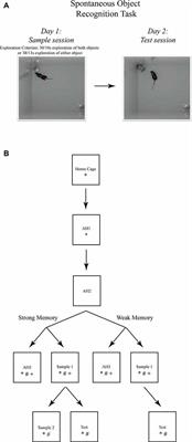 Object Recognition Memory: Distinct Yet Complementary Roles of the Mouse CA1 and Perirhinal Cortex